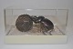 Skarabäus mit 
Mistkugel, 
Java, 
Indonesien. 20. 
Jh. Montiert in 
Kunststoffbox. 
11,5 x 9 x 6,8 
cm.