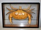 Krabbe. In 
Vitrine 
montiert, 20. 
Jh. 33 x 23 x 7 
cm.