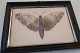 Eine alte 
Kunsstück - 
Eine 
Schmetterling i 
der originalen 
Rahme
Aus Flügel von 
einer ...