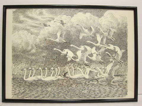 Grosser Druck von dem Maler, Johannes Larsen, aus Fyn, Dänemark
Schwanen
Johannes Larsen ist meist berühmt für seine vielen Vogelzeichnungen
Sehen Sie, bitte, auch unsere sonstigen Druck vom Maler Johannes Larsen
57cm x 78cm inkl. des schwartzes Rahme