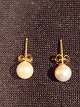 earing 14k 
gold. 6 m/m. 
Salzwasser-
Perlen