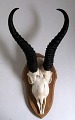 Speissbock Trophäe, 
20. 
Jahrhundert. 
Montiert auf 
Eicheplate. 
Geschossen in 
1990 in 
Südafrika. ...