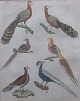 Handkolorierten 
Kupferstiche 
mit Vögeln, aus 
dem 19. 
Jahrhundert. 
Deutsche 
Ausgabe. Thema: 
...