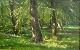 Boesen, John 
(1847 - 1916) 
Dänemark: Ein 
Frühlingstag im 
Wald. Öl auf 
Leinwand. 
Unterzeichnet: 
...