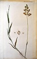 Dänischer 
Künstler (18. 
Jahrhundert): 
Flora Danica 
Drück Nr. 1059. 
Veröffentlicht 
1787 - 1799. 
...