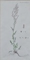 Dänischer Künstler (19. Jahrhundert): Flora Danica, Tafel Nr. 1411. Handkolorierter Kupferstich. ...