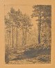 Skovgaard, Niels Kristian (1858 - 1938) Dänemark: Wald-Szene. Radierung. Unterzeichnet. NK ...