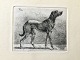 Johannes 
Vilhelm Zillen 
(1824-70):
En hund 1857.
Radering på 
papir.
Sign.: JV.Z.
DDRF ...