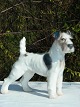 B&G-Porzellan. 
B&G Figur, B&G 
Terrier Nr. 
1998. Höhe 14 
cm. Länge 17cm. 
Tadelloser 
Zustand, 1. ...