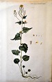 D&auml;nischer K&uuml;nstler (18. Jahrhundert): Flora Danica Dr&uuml;ck Nr. 935. ...