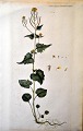 Dänischer 
Künstler (18. 
Jahrhundert): 
Flora Danica 
Drück Nr. 935. 
Veröffentlicht 
1787 - 1799. 
...