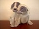 Great Royal 
Copenhagen 
figure of two 
puppies.
Dek.nr. 260
Factory First
Very nice in 
...