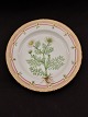 Flora Danica 
Royal 
Copenhagen 
plate 20/3549 
1st sorting 26 
cm. item no. 
532506