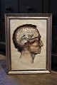 19th century 
engraving of 
the anatomy of 
the human body 
(head) framed 
in a 19th 
century silver 
...