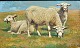 Steffensen, 
Poul (1866 - 
1923) Dänemark: 
Drei Schafe auf 
einem Feld. Öl 
auf Leinwand. 
Signiert: ...