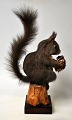 Udstoppet 
egern, Sciurus 
vulgaris, 20. 
årh. Danmark. 
Monteret på 
træplade og 
træstykke. 
Siddende ...