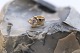 Vedhæng i 14 
karat guld, med 
klar sten og 
tidløs design. 
...