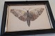 An old 
composition of 
a butterfly in 
the original 
frame
Made of wings 
from a ...