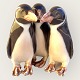 Royal 
Copenhagen, 
Pinguine #1284, 
10cm hoch, 10cm 
breit, 1. 
Sortierung, 
Design Anna 
Trap *Guter ...