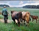 Edsberg, Knud 
(1911 - 2003) 
Danmark: Køerne 
trækkes.