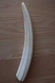 Ein sehr guter 
Walross Zahn
Gewicht: 1.500 
Gramm
L: 50cm
In die 
1960-Jahren 
heimgebrungen 
...