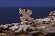 Classic Day of 
the Dead cross 
in 8 carat 
gold, stamped 
...