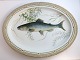 Royal 
Kopenhagen. 
Fauna Danica,  
Fisch. Ovale 
Servierplatte. 
Modell Nr. 19 - 
3520. Länge 47 
cm. ...