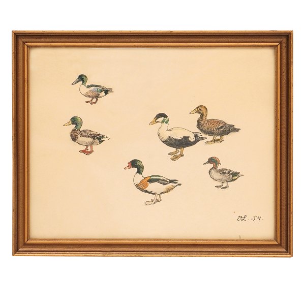 Johannes Larsen, 1867-1961, Zeichnung und Aquarell, Studium von Enten. Signiert 
und datiert Johannes Larsen 1954. Masse: 26x32cm